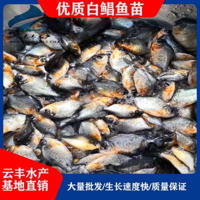 广东珠海白鲳鱼苗批发 淡水白鲳与红鲳鳃的优势解析