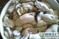 鲜活程村生蚝肉 30元/斤[批发]_鲜活水产品_世界工厂网中国产品信息库